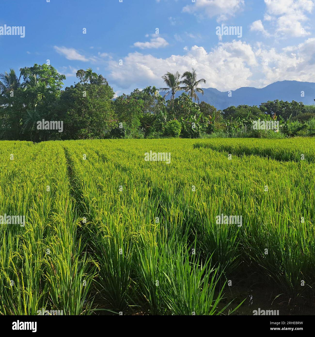 rice field in Bali, Indonesia Stock Photo