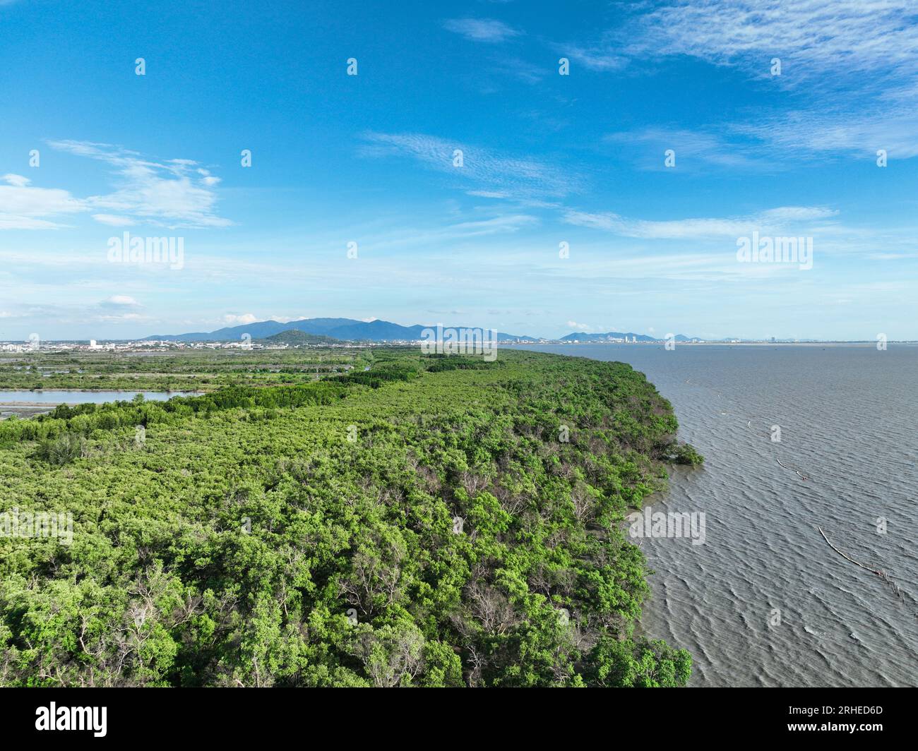 Green mangrove forest capture carbon dioxide. Net zero emissions