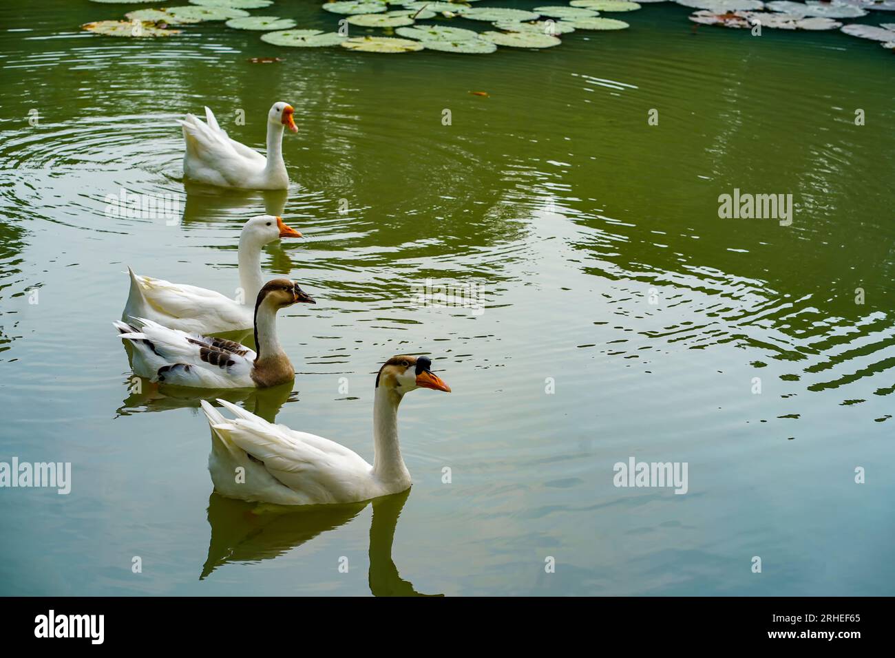 A group of geese is swimming back and forth in the small lake at Lembang Park, Menteng, Central Jakarta in summer day Stock Photo