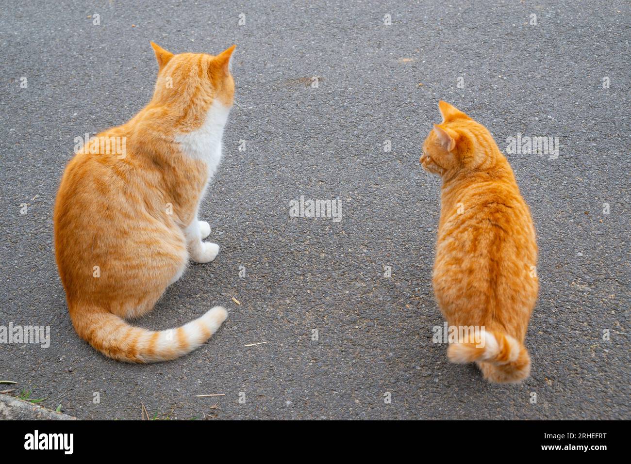 Two tabby and white cats sitting. Stock Photo