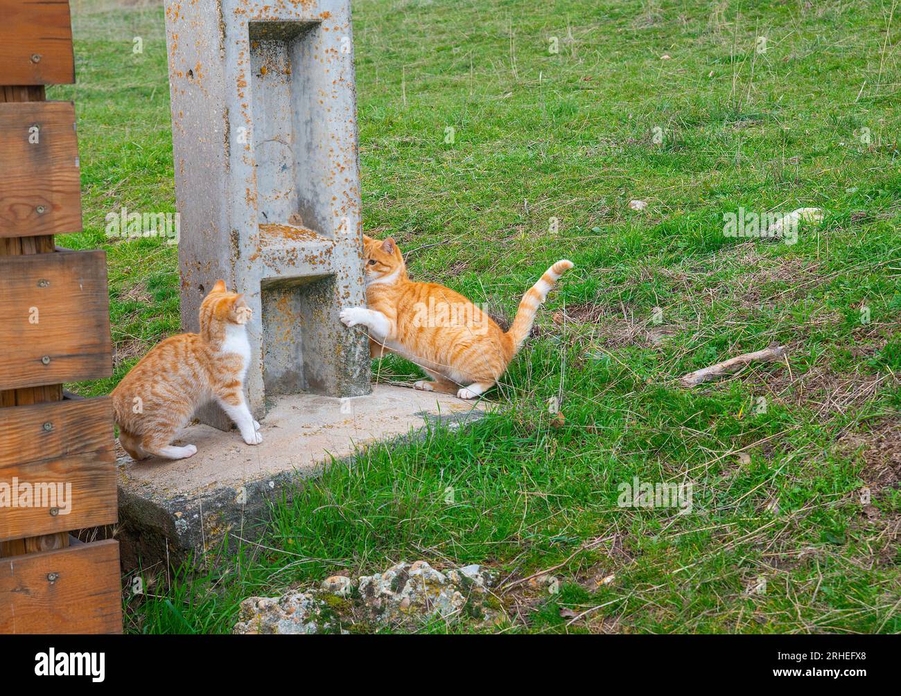 Two cats playing in the countryside. Stock Photo