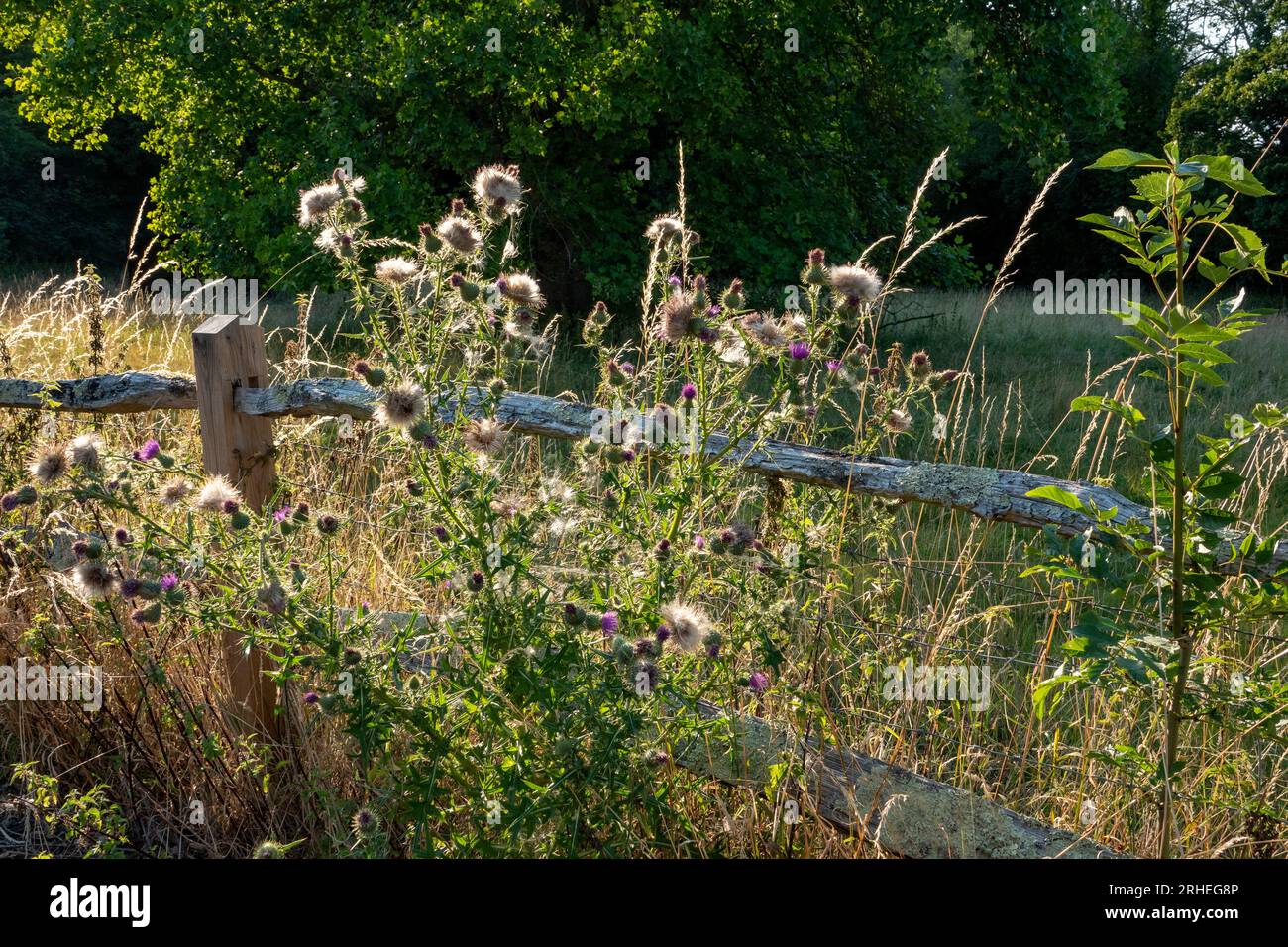 A cleft post and rail wooden fence covered by tall grasses and dried thistles caught in a patch of warm sunlight Stock Photo