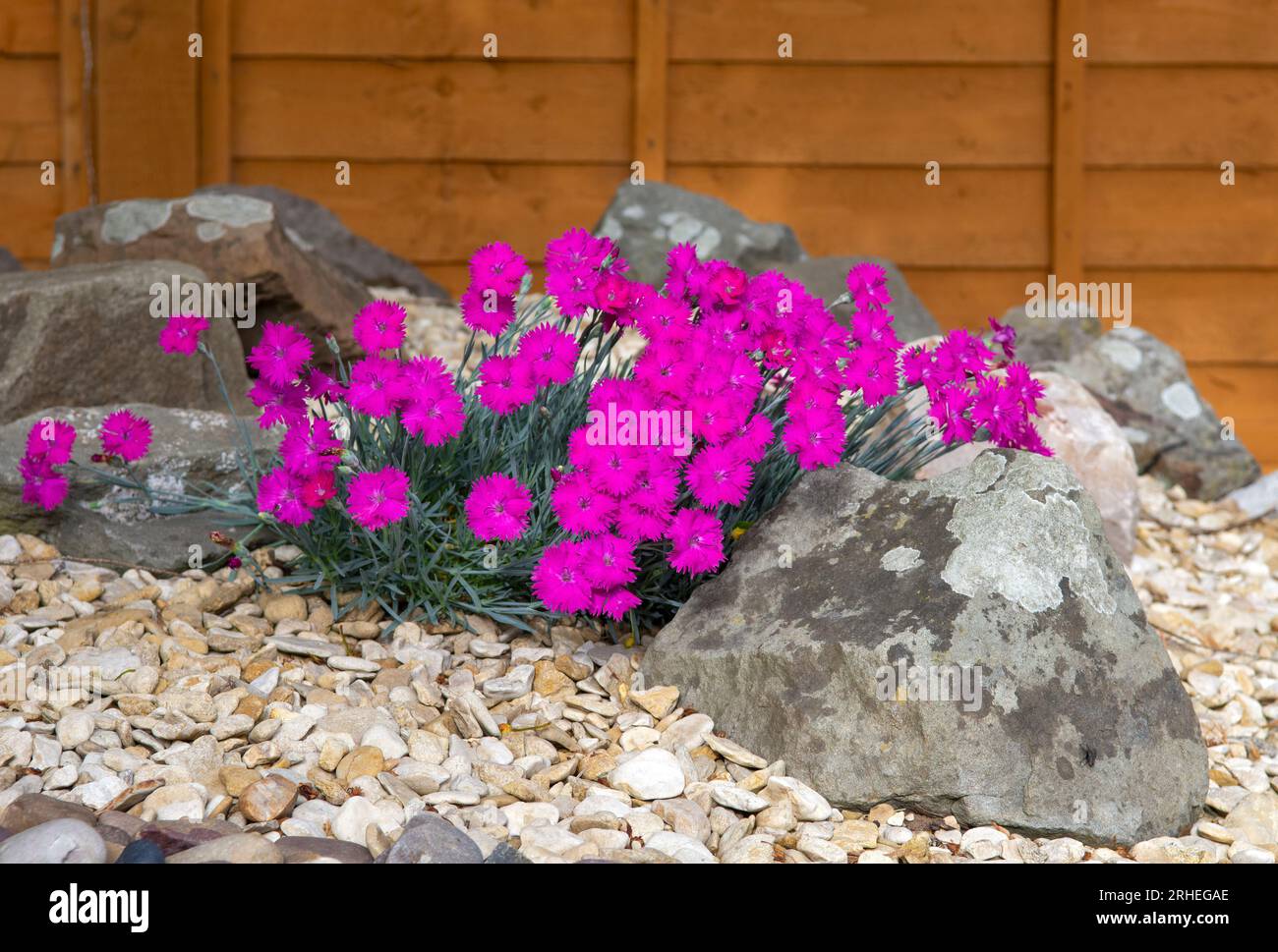 Pink Dianthus flowers in full bloom on rockery in summer. Variery Neon Star Stock Photo