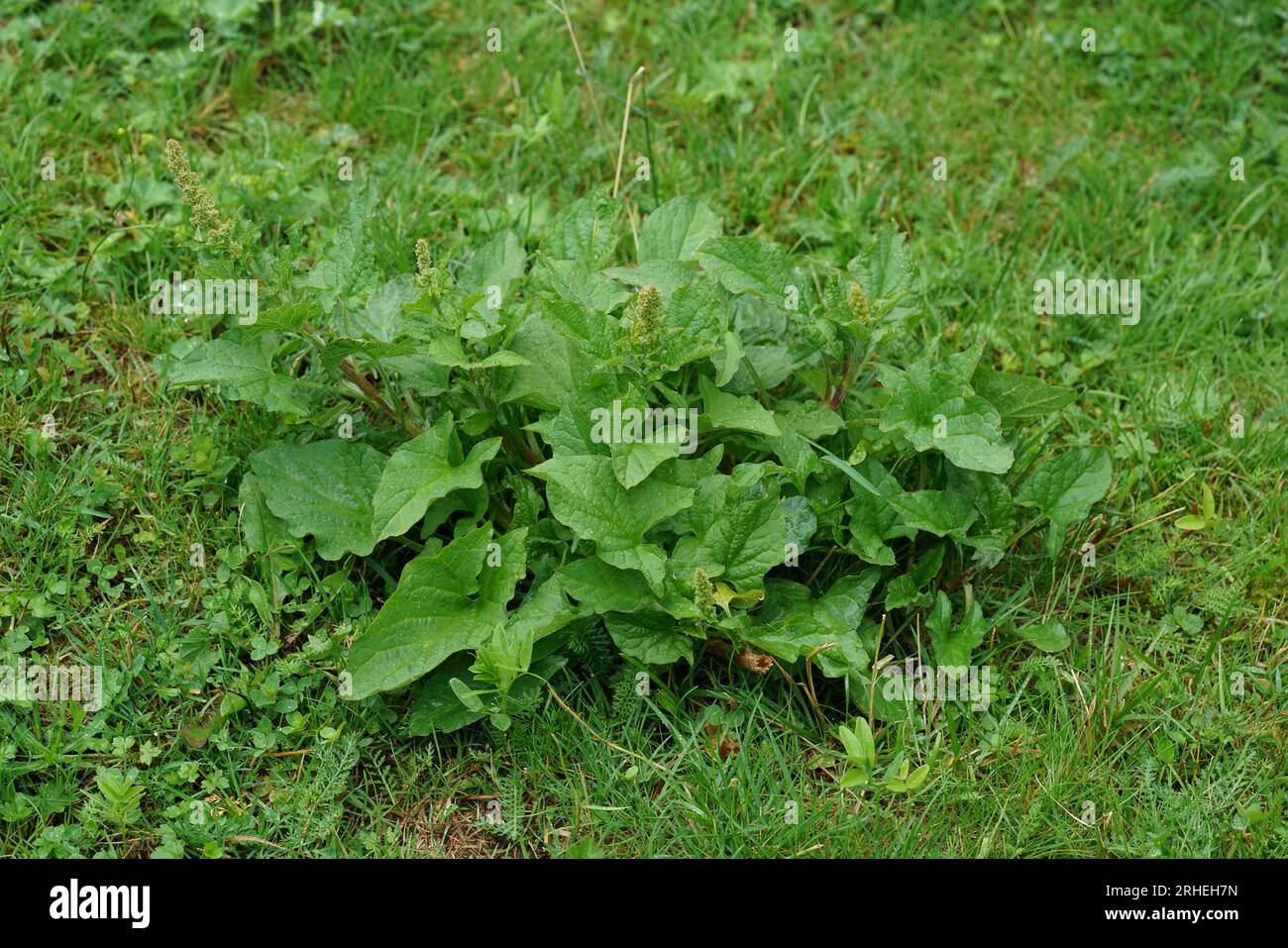 Natural closeup on a English mercury wildflower plant, Blitum bonus-henricus Stock Photo