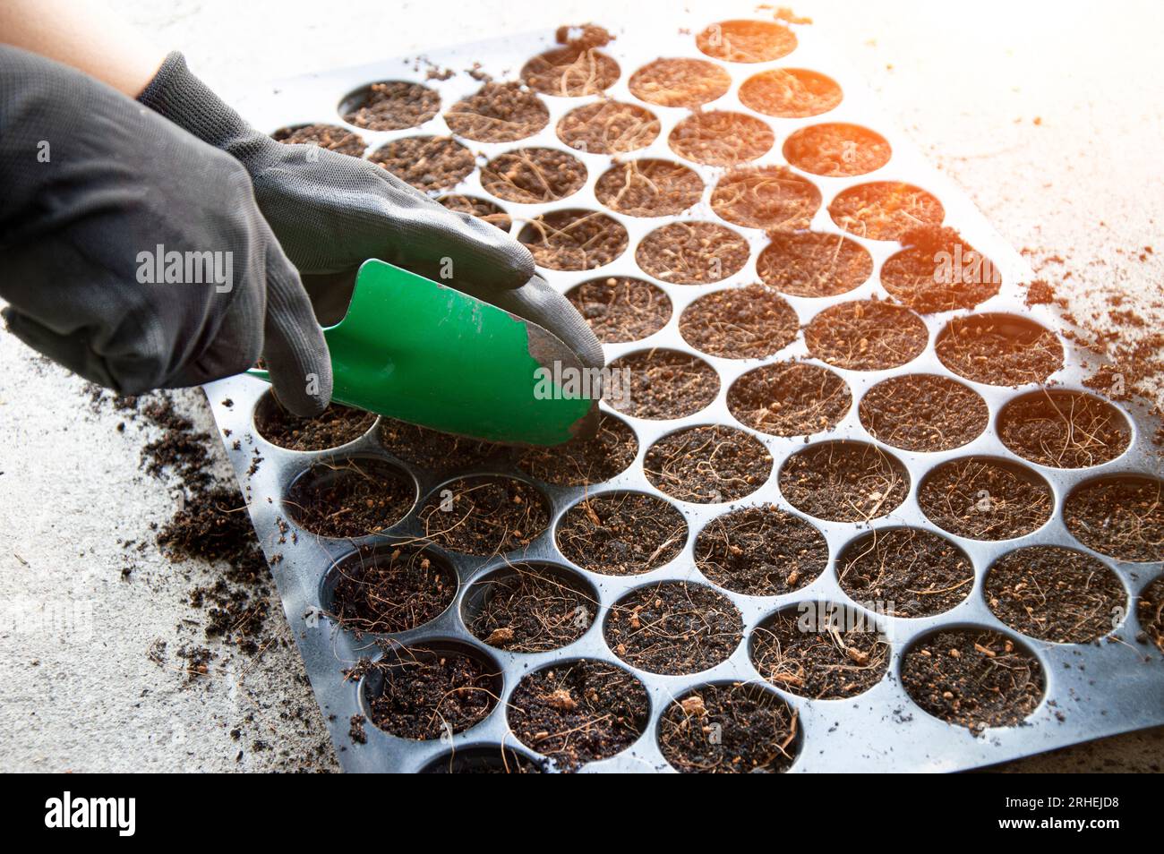 Farmers are planting seeds in seedling trays Stock Photo Alamy