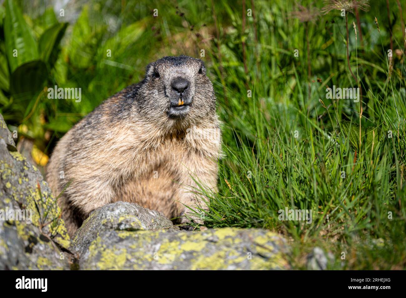 Tatra Alpine Marmot, Marmota marmota latirostris. The Tatra Mountains. Stock Photo