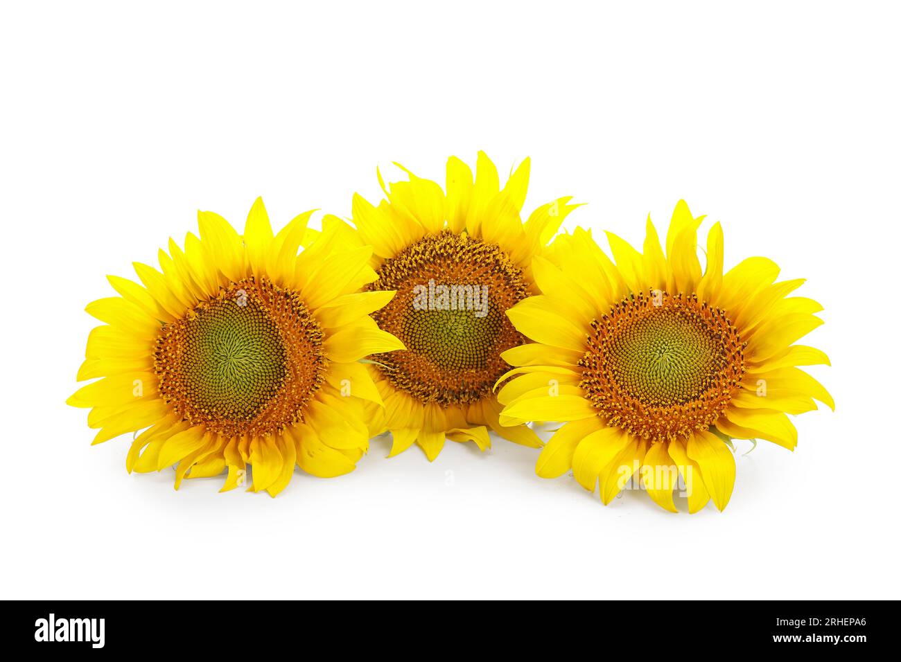 Beautiful sunflowers on white background Stock Photo - Alamy