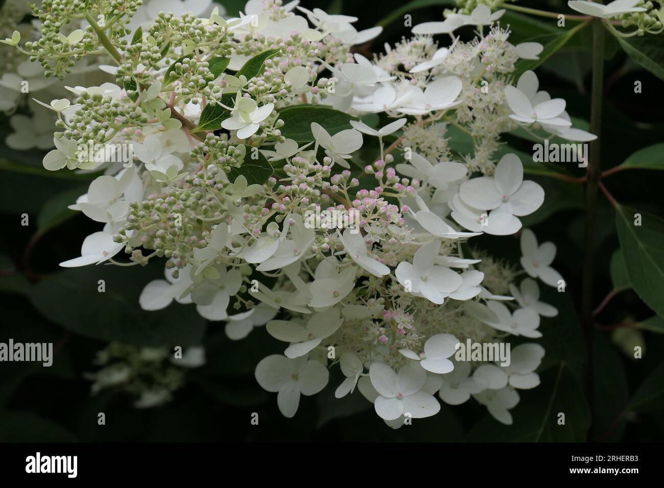 Closeup of the white conical flower turning pink of the perennial