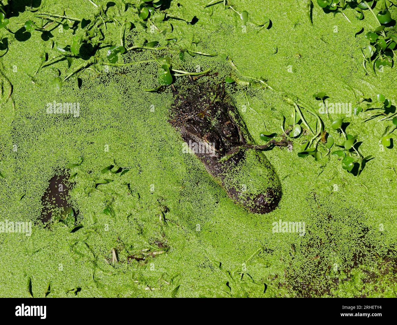 American Alligator in Southern Swampy Bayou Habitat Stock Photo - Alamy