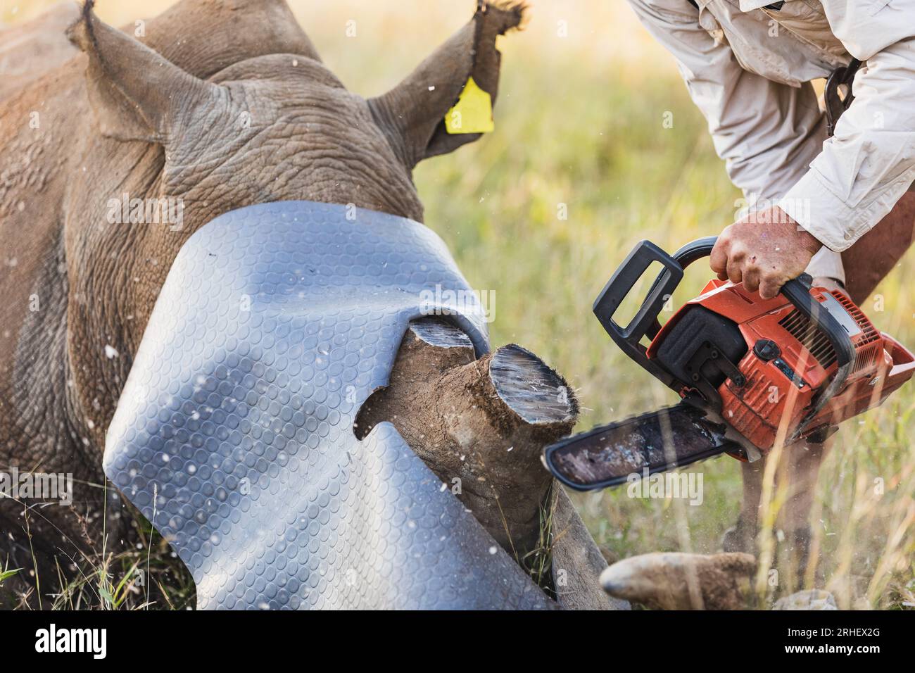 Dehorning a white rhino with a chainsaw for rhino conservation efforts in order to prevent poaching and killing of rhinos in Southern Africa Stock Photo