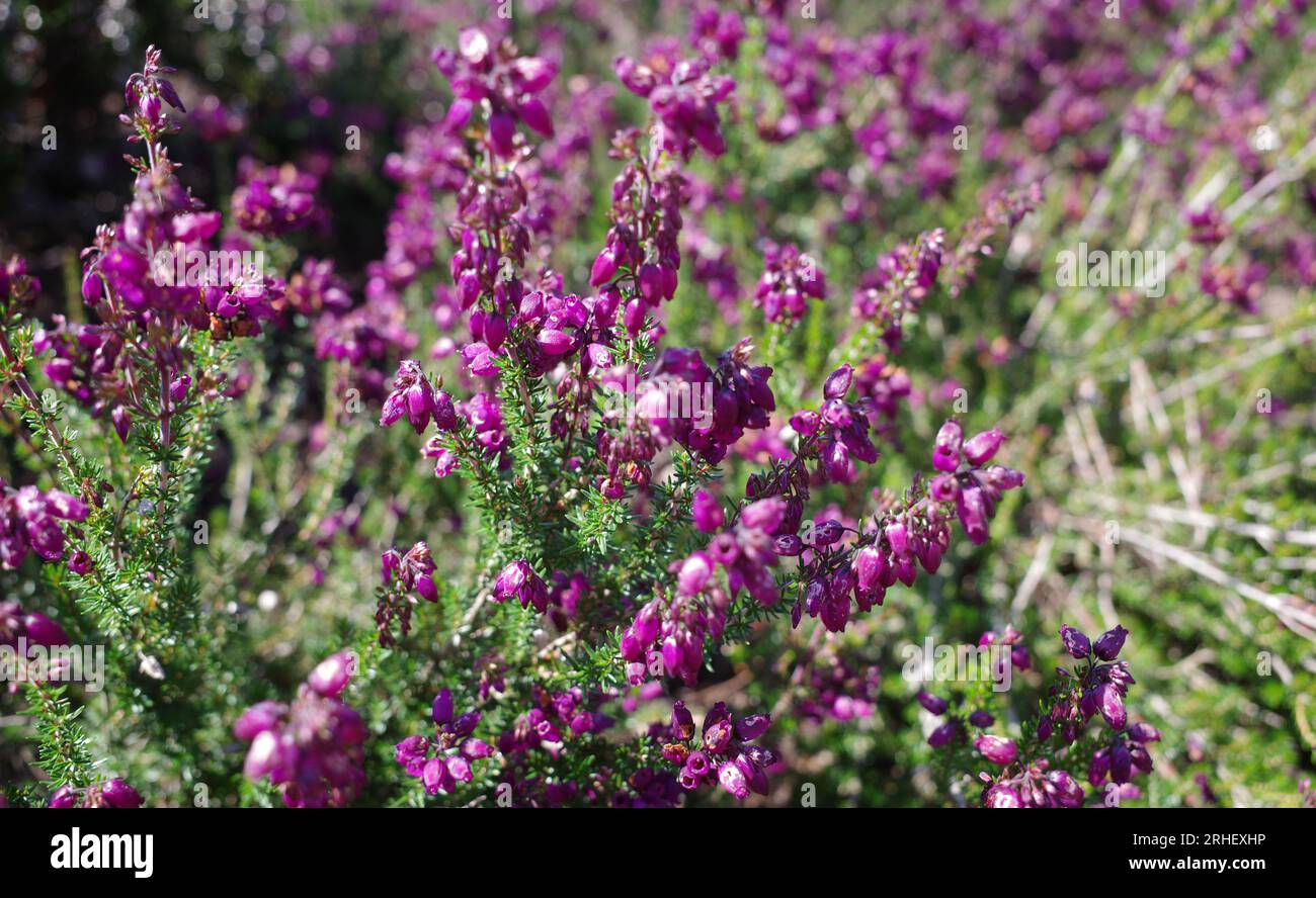 This Erica cinerea plant blooms in the summer with purple flowers Stock Photo