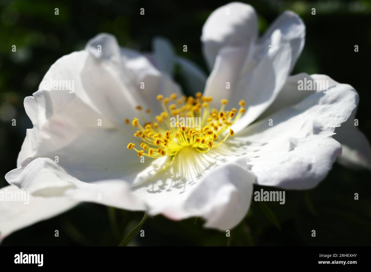 White rosa rugosa rose against a dark background on a sunny day Stock Photo