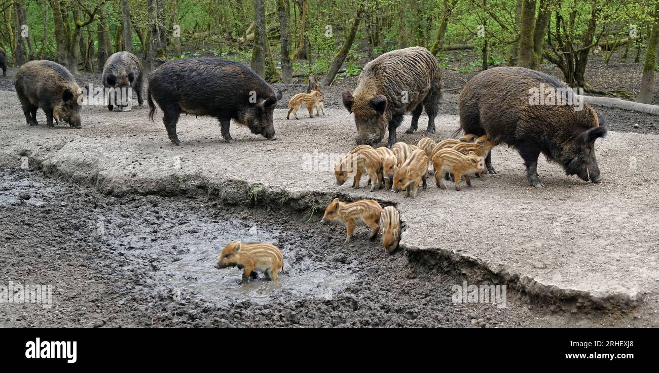 A group of wild boars is eating. They are females with their young. One of the little ones is standing in the mud. It just had a serious admonition fr Stock Photo