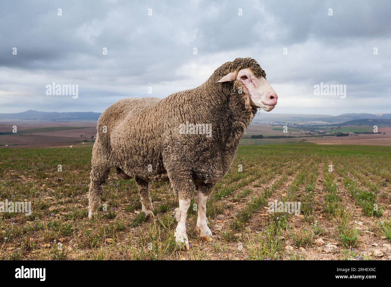 Merino sheep commercial farming in the Western Cape, South Africa Stock