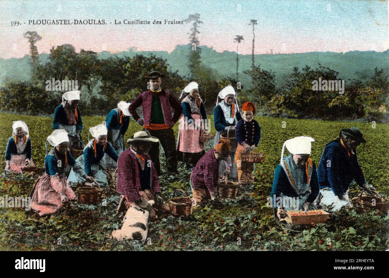 Bretagne, Finistere (29), Plougastel Daoulas (Plougastel-Daoulas) : la cueillette des fraises - Carte postale fin 19eme-20eme siecle Stock Photo