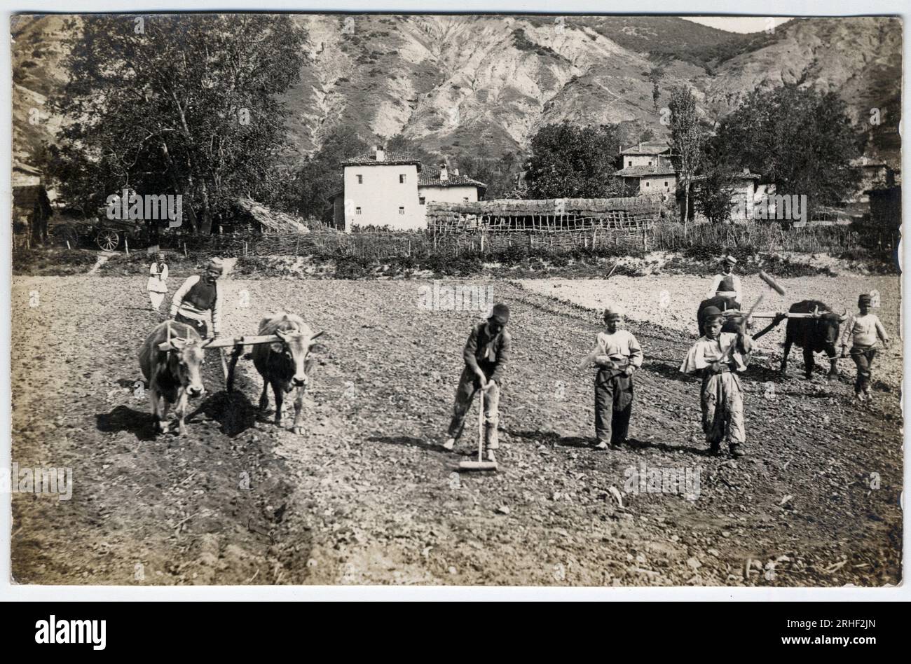 Grece, Macedoine : paysans labourant un champ avec des charrues - Carte postale 1914-1918 Stock Photo