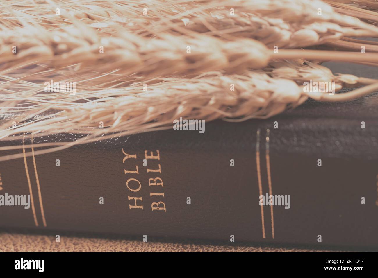 Brown book of holy bible and wheat for concept of religion and