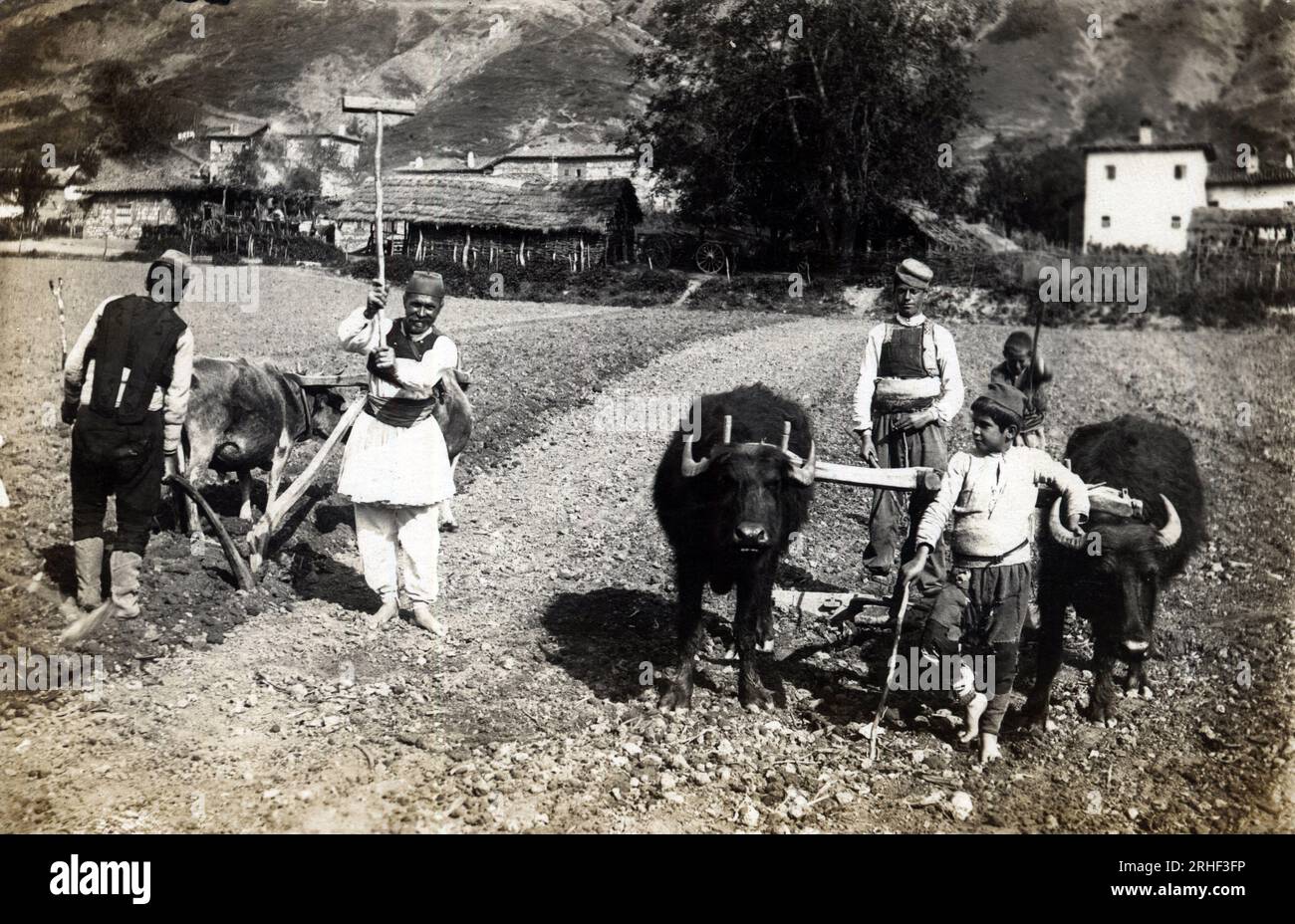 Grece, Macedoine : paysans labourant un champ avec une charrue tiree par des buffles - Carte postale 1914-1918 Stock Photo