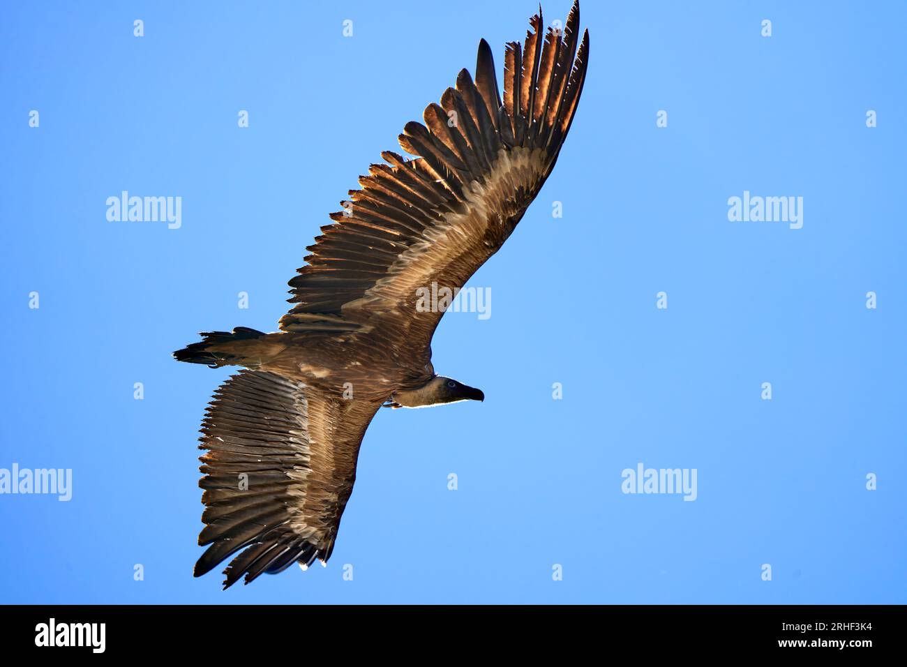 flying Griffon vulture in the Montfrague National Park, Extremadura, Spain Stock Photo