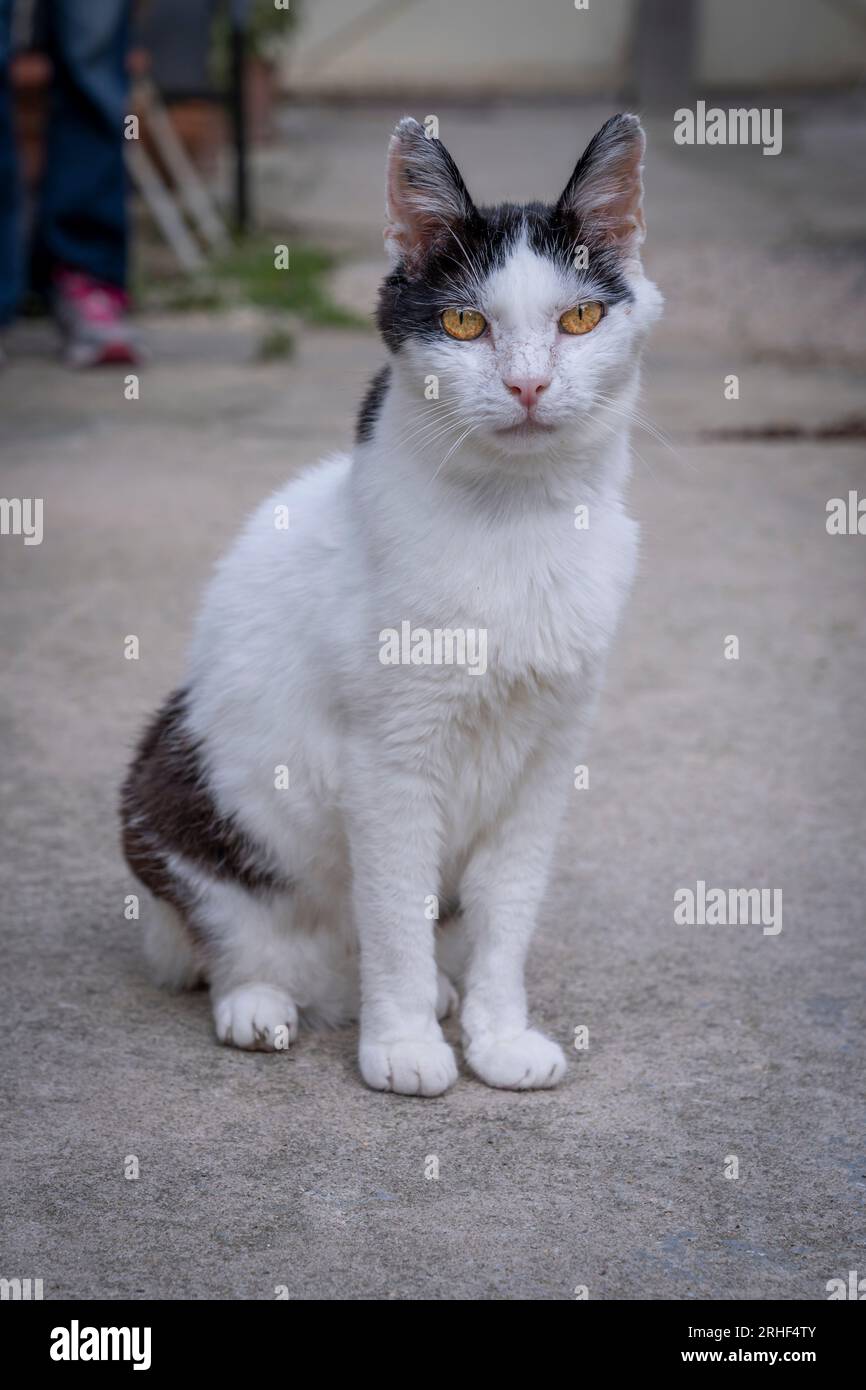 A black and white cat sitting on the floor and looking at the lens ...