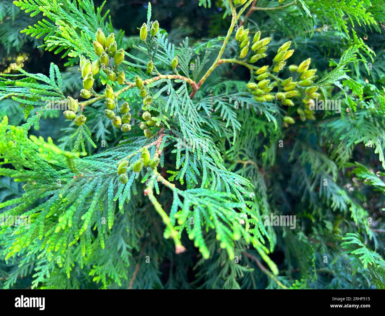 Green Thuja Hedge Tileable Seamless Texture Stock Photo
