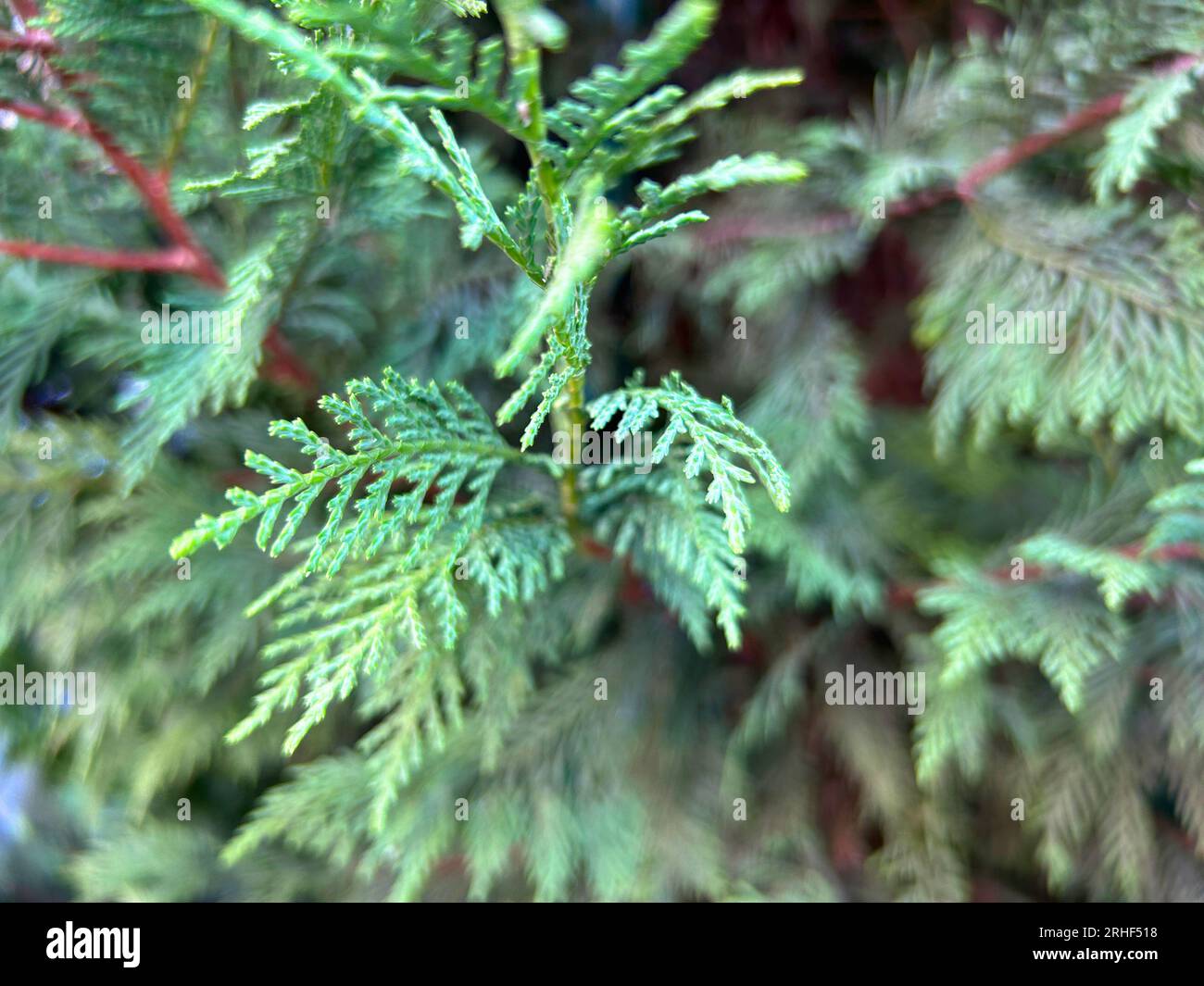 Green Thuja Hedge Tileable Seamless Texture Stock Photo