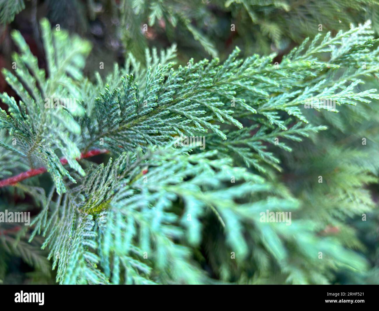 Green Thuja Hedge Tileable Seamless Texture Stock Photo
