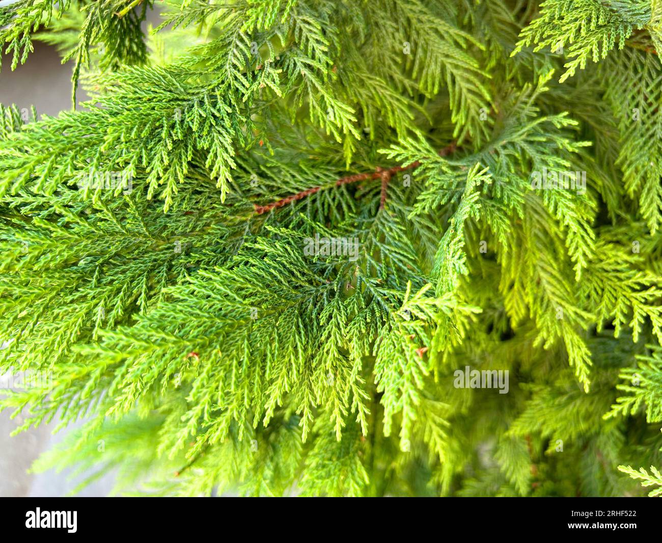 Green Thuja Hedge Tileable Seamless Texture Stock Photo