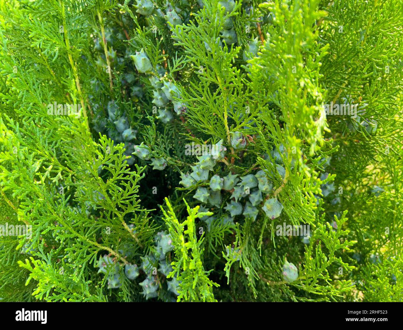 Green Thuja Hedge Tileable Seamless Texture Stock Photo