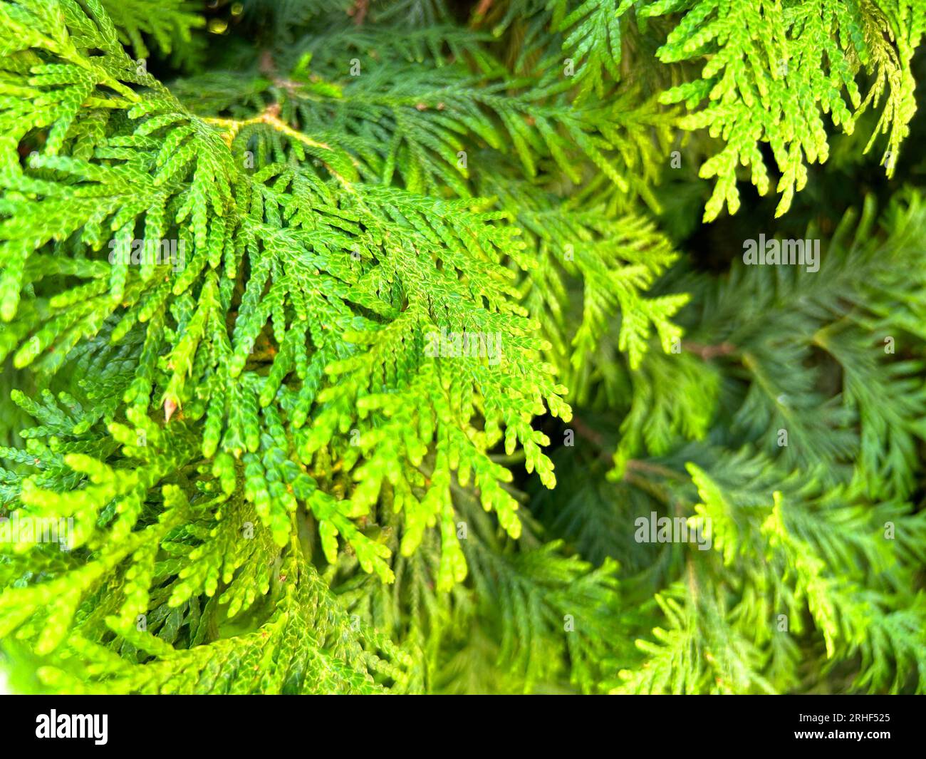Green Thuja Hedge Tileable Seamless Texture Stock Photo