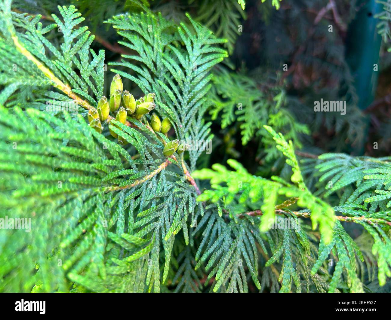 Green Thuja Hedge Tileable Seamless Texture Stock Photo