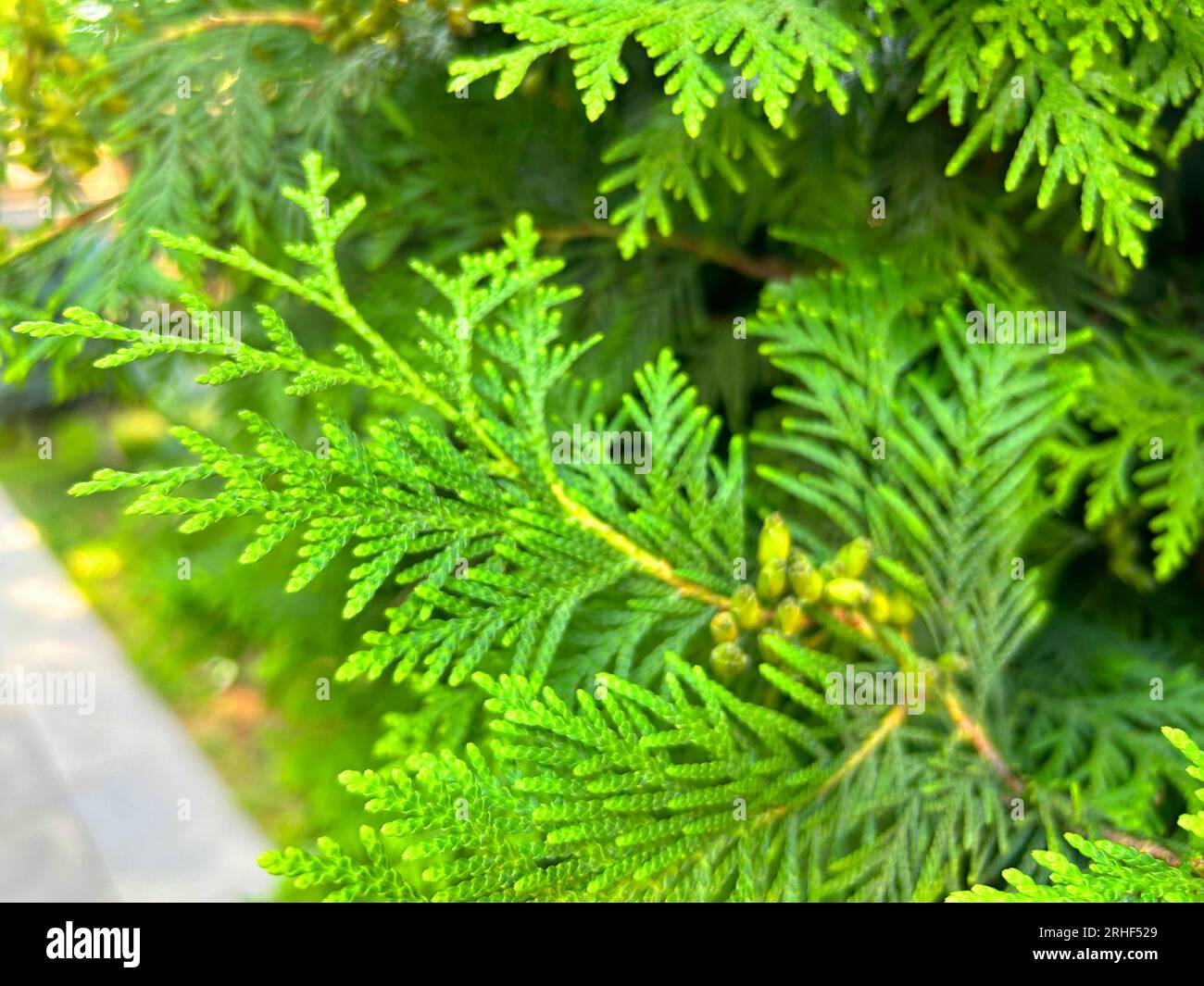 Green Thuja Hedge Tileable Seamless Texture Stock Photo