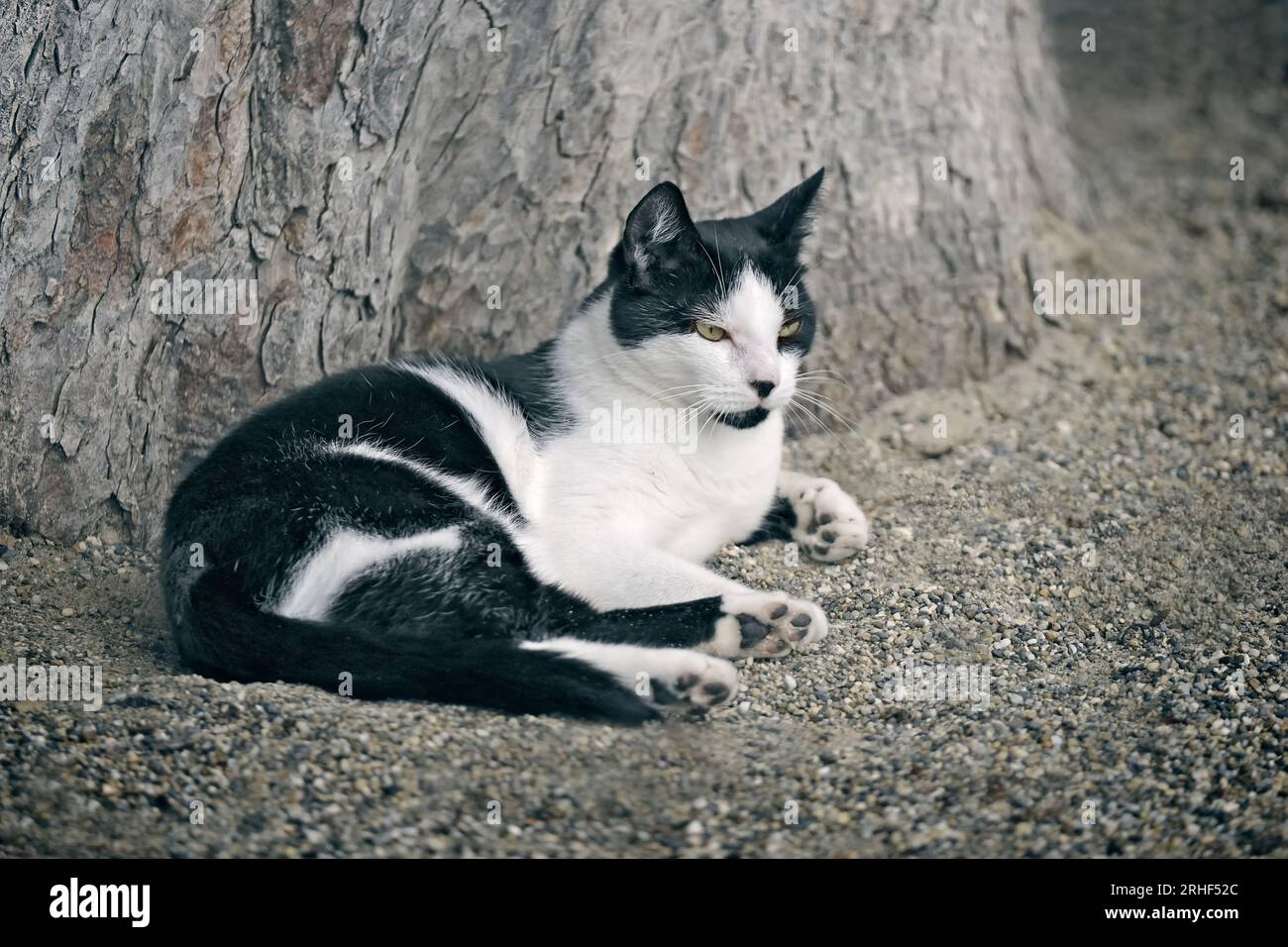 Young Tuxedo Cat lying outdoors. Horizontal image with selective focus. Stock Photo