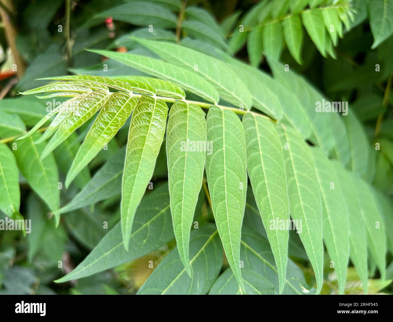 Spring oakwood fresh leaves hi-res stock photography and images - Alamy