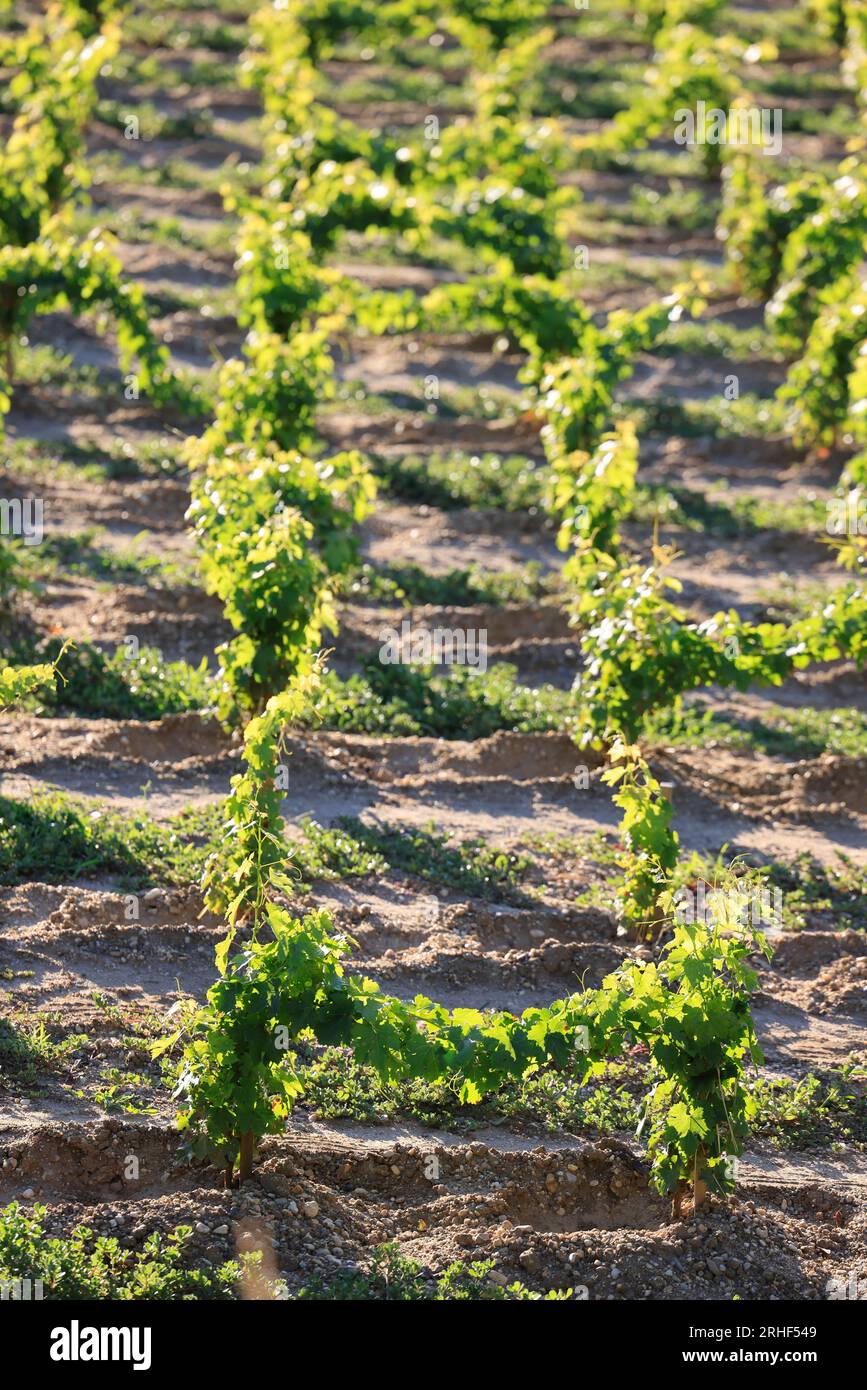 Jeunes pieds de vigne dans le vignoble de Bordeaux. Renouvellement de la vigne après arrachage des pieds de vigne trop Stock Photo