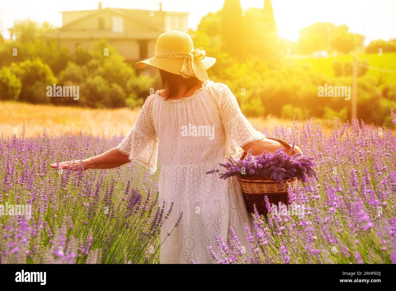 Girl in white dress and straw hat with basket walking in lavender field Stock Photo