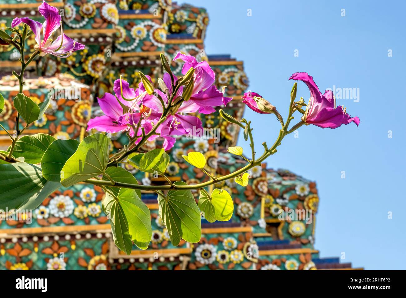 Coloful Pink Hong Kong Orchid Tree Bauhinia Blakeana Flowers Ceramic Pagoda Wat Pho Po Temple Complex Bangkok Thailand. Built in 1600s. One of oldest Stock Photo