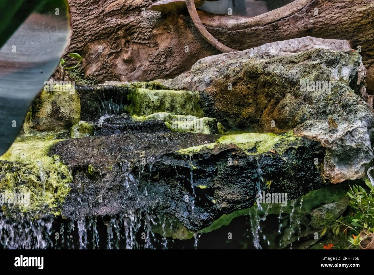 Kleiner Wasserfall im Schmetterlingshaus des Palmengartens in Wien Stock Photo