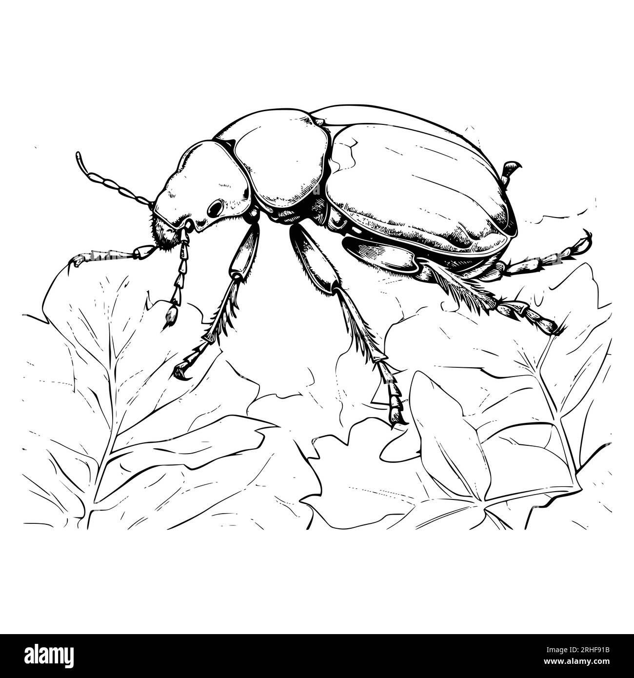 Beetle Coloring Page for Kids Stock Vector