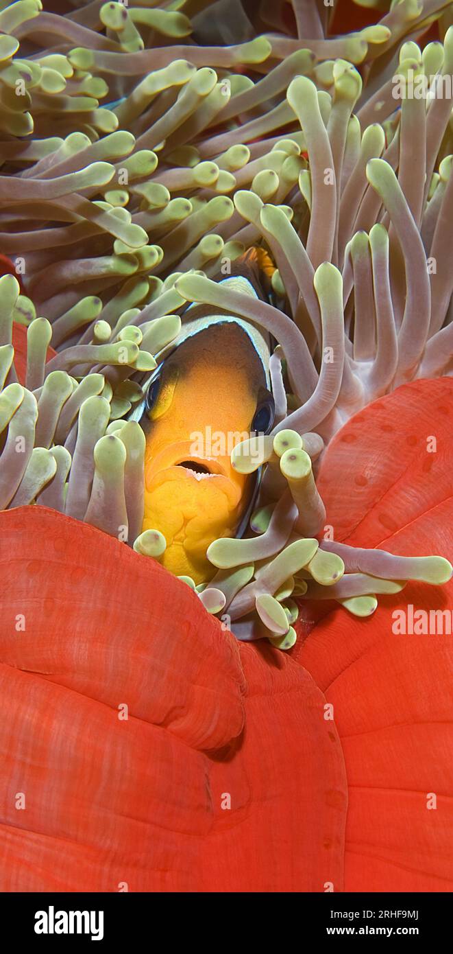 Primo piano di pesci piccoli in un serbatoio di pesce Foto stock - Alamy