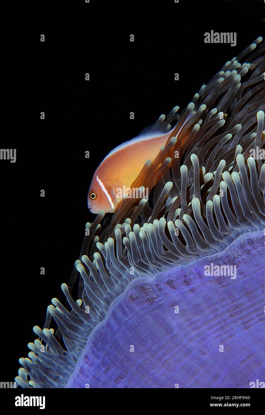 Mare e Oceano Stock Photo - Alamy
