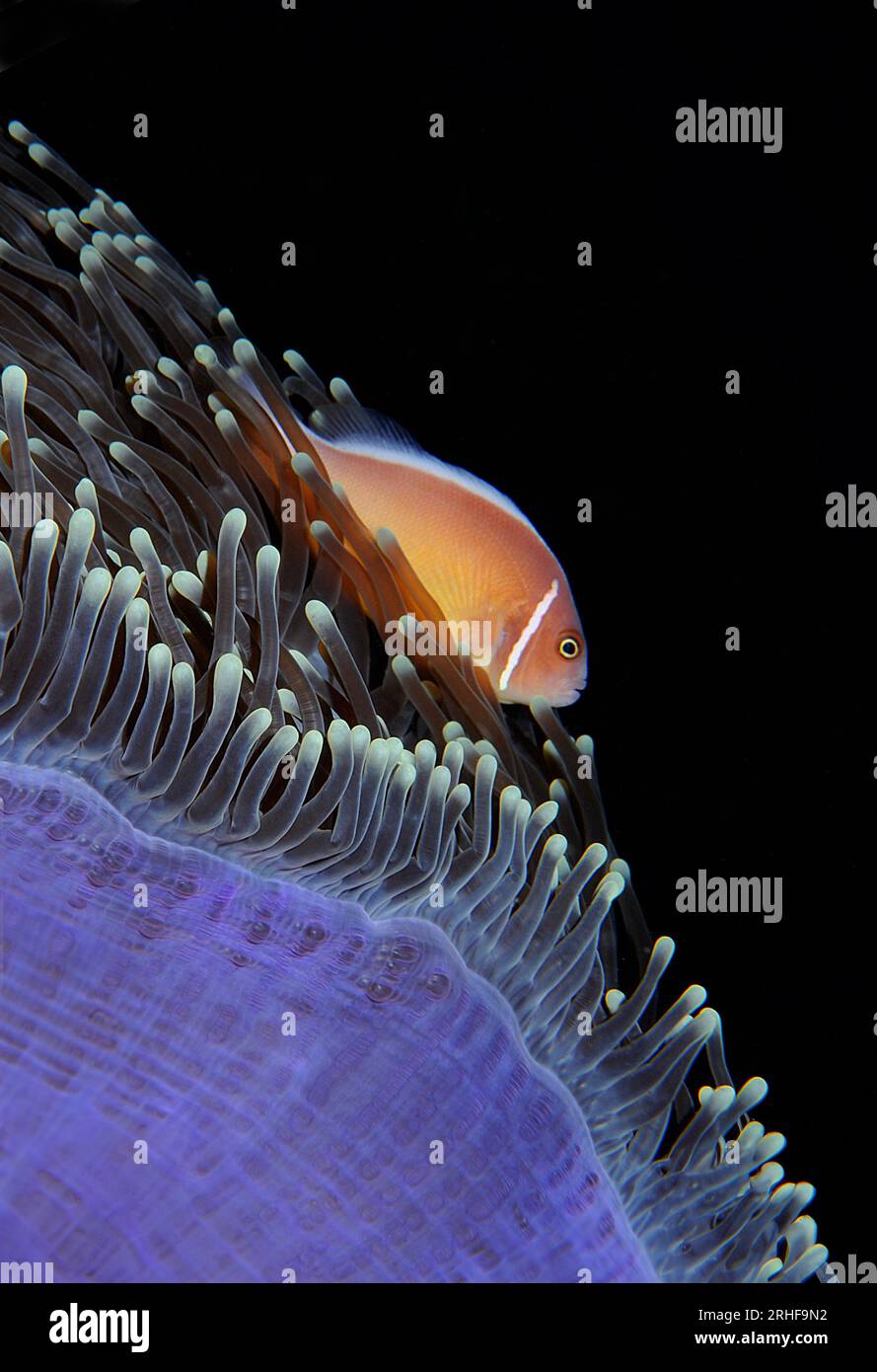 Mare e Oceano Stock Photo - Alamy
