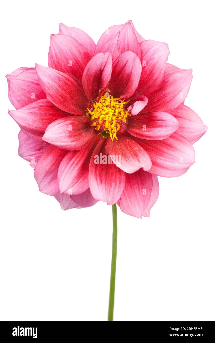 A single pink dahlia isolated on white Stock Photo - Alamy
