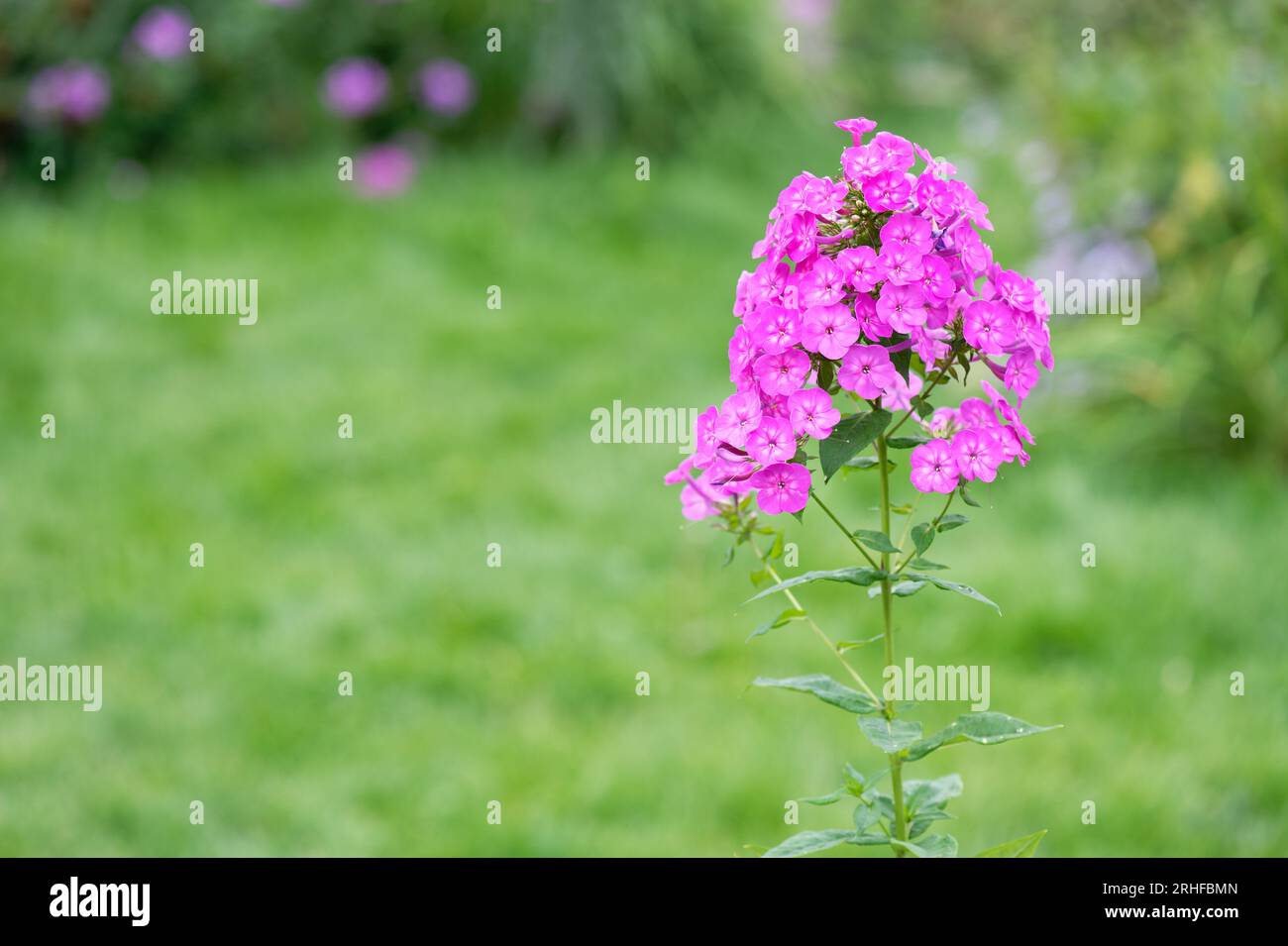 Pink phlox in the garden on a sunny day Stock Photo