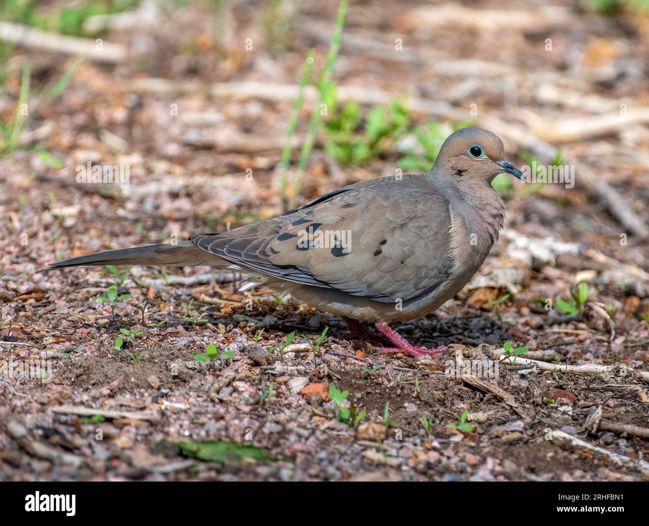 A beautiful Mourning Dove as it foraged near its mate on the forest
