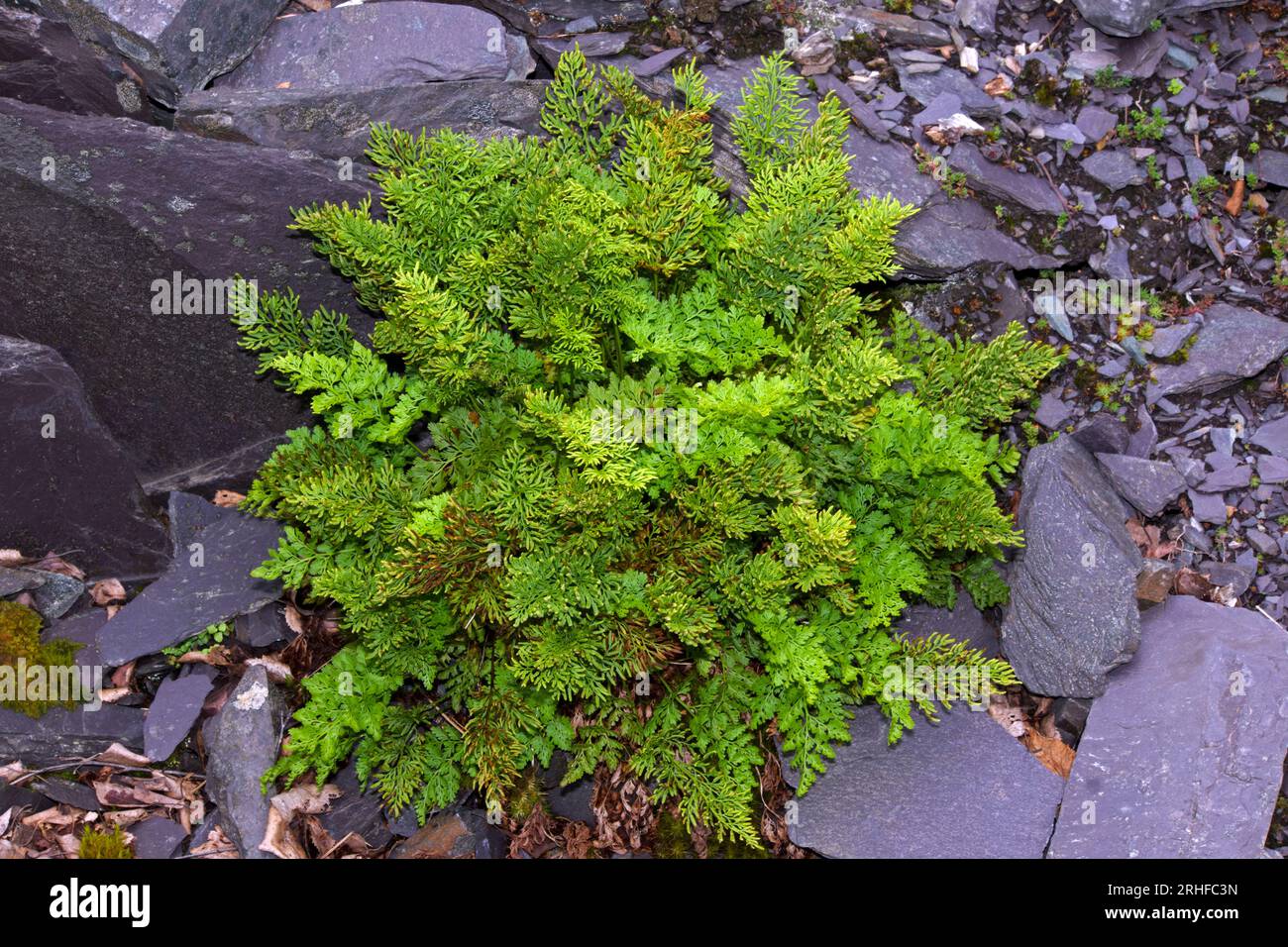 Cryptogramma crispa (parsley fern) is an Arctic–alpine fern found among acidic rocks.This fern was in a slate quarry in Snowdonia. Stock Photo