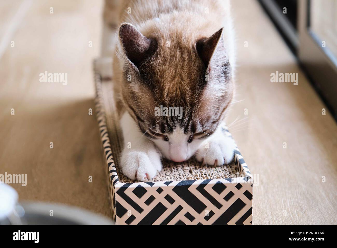Cardboard scratcher hi-res stock photography and images - Alamy