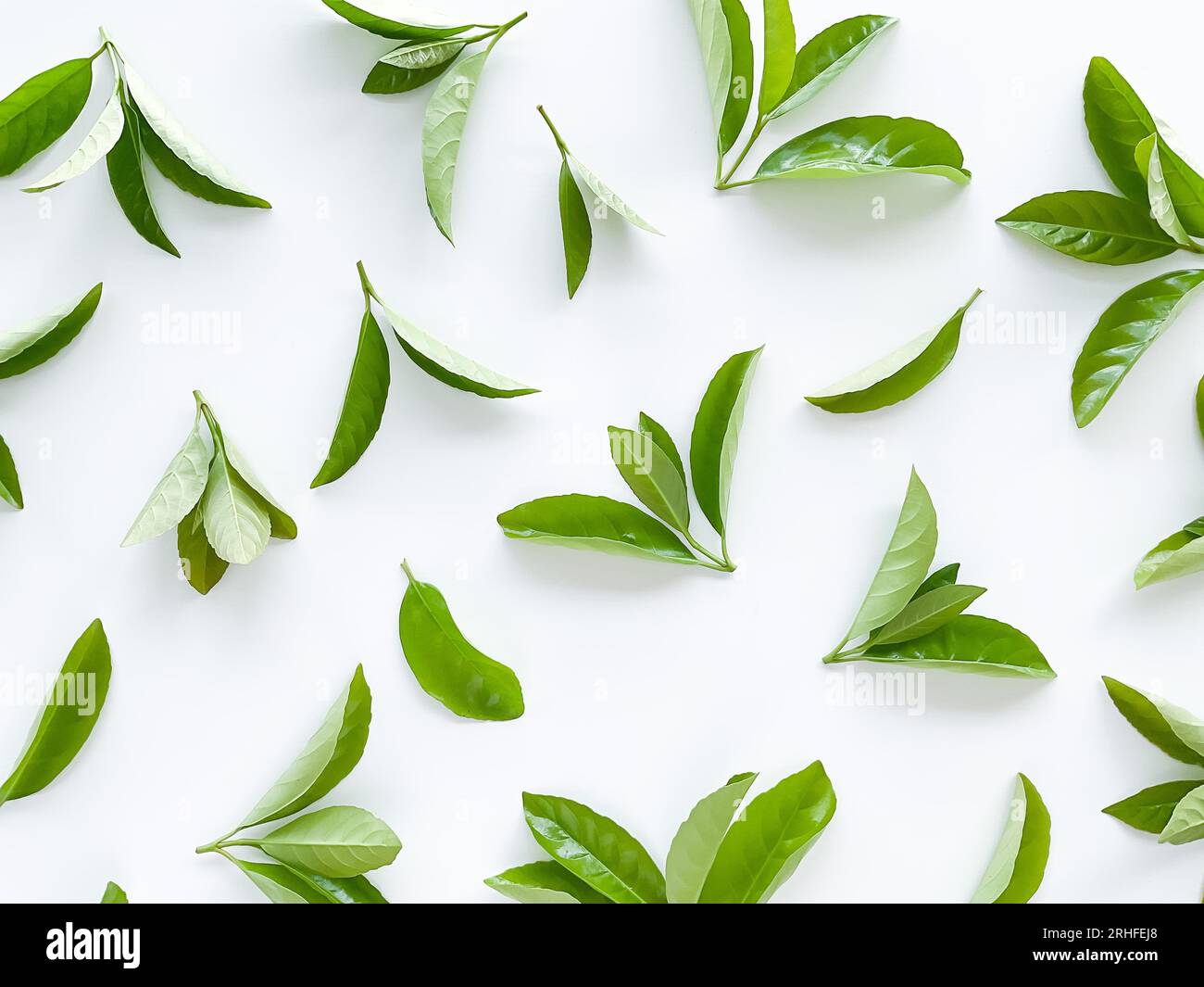 green leaves on a white background. Large fresh decorative leaves. Stock Photo