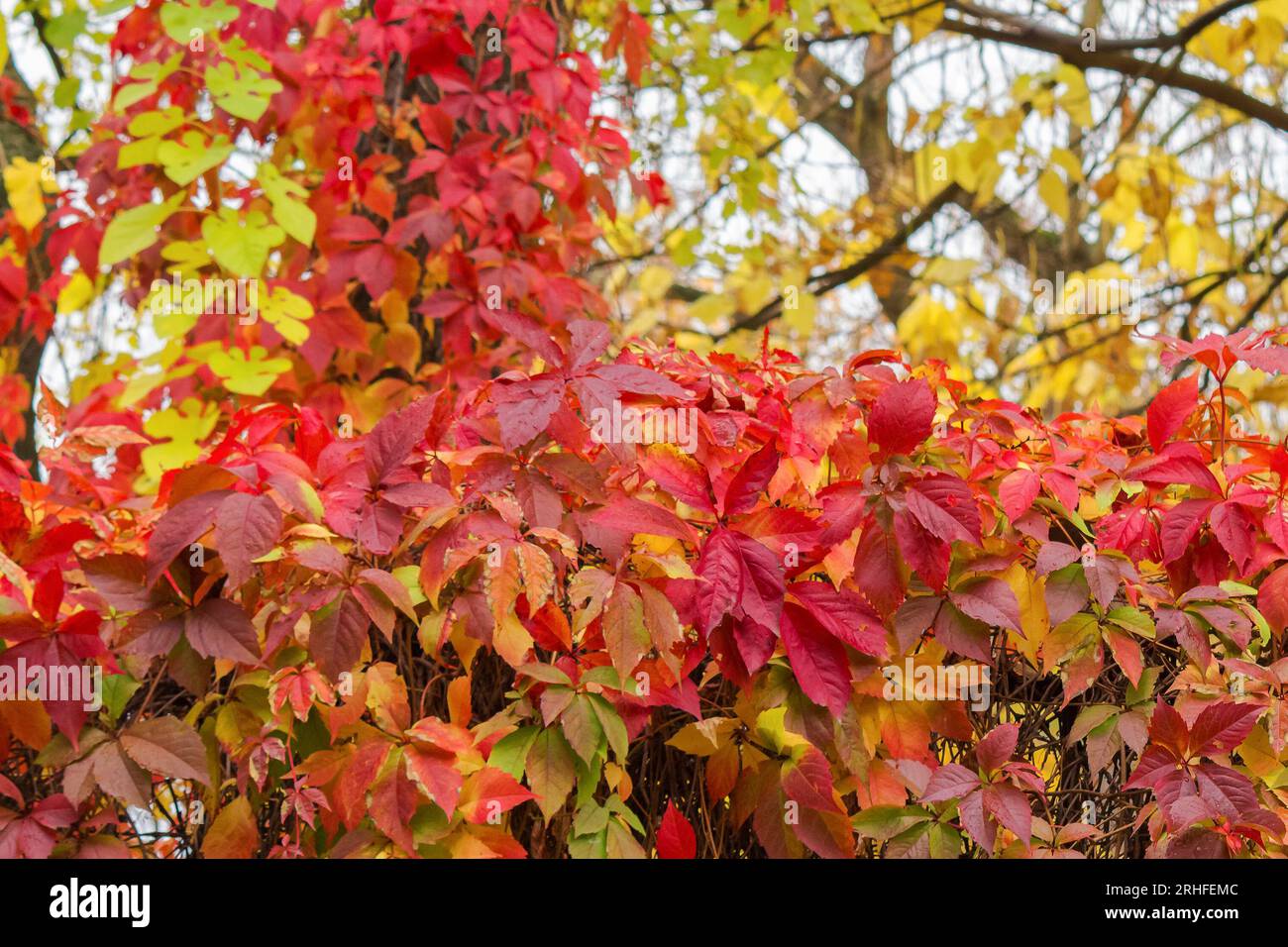 red foliage on the fence in autumn. beautiful nature background Stock Photo