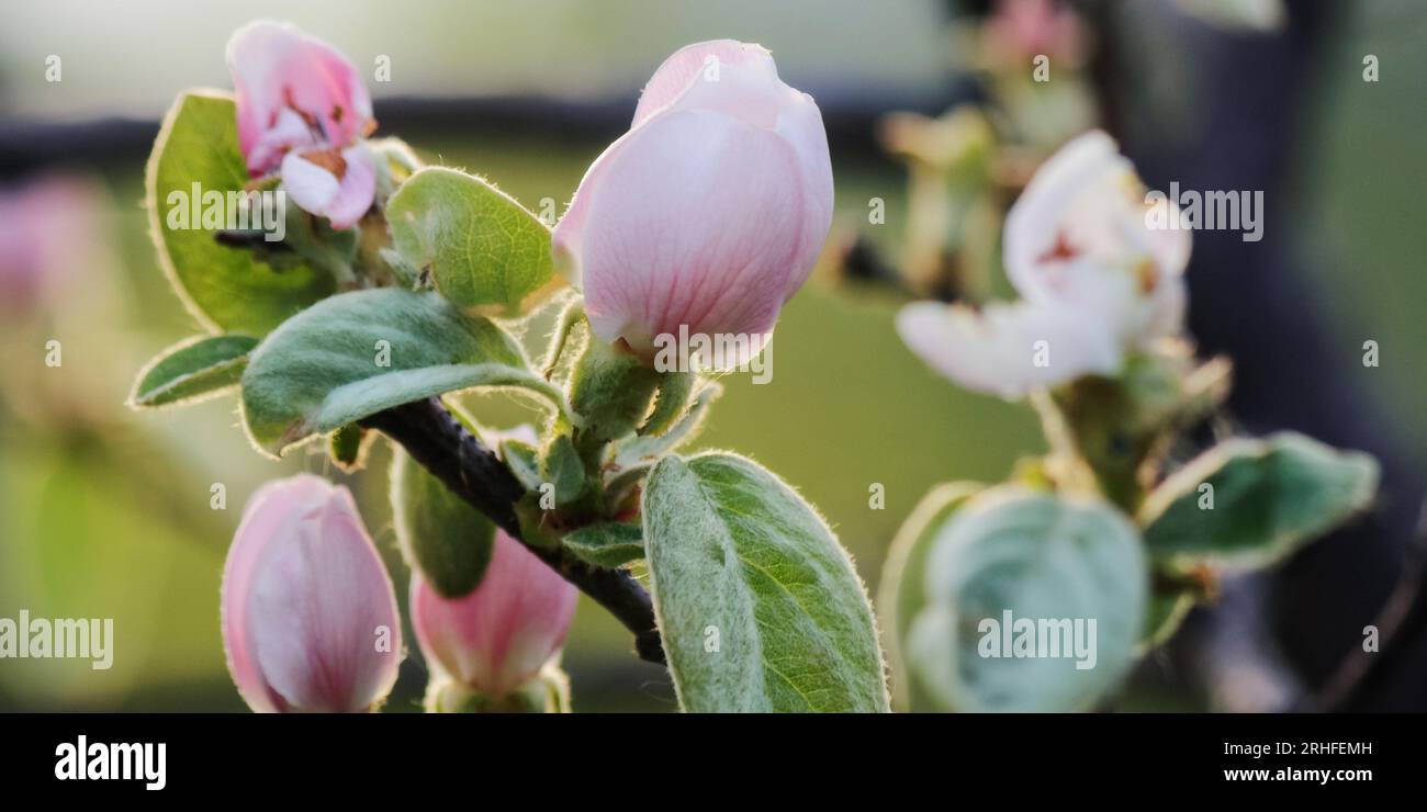 pink quince blossom closeup. spring garden background Stock Photo
